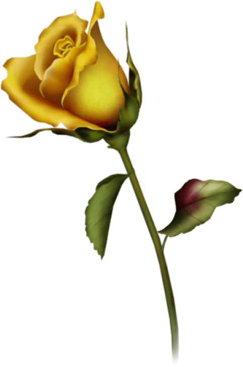 Free Png Yellow Rose Bud Art Png Images Transparent - Rose Bud Tattoo Design (480x739), Png Download