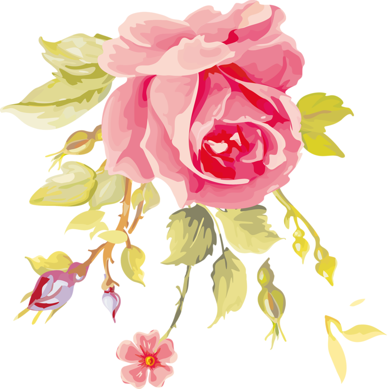 Rose Art - Garden Roses (796x800), Png Download