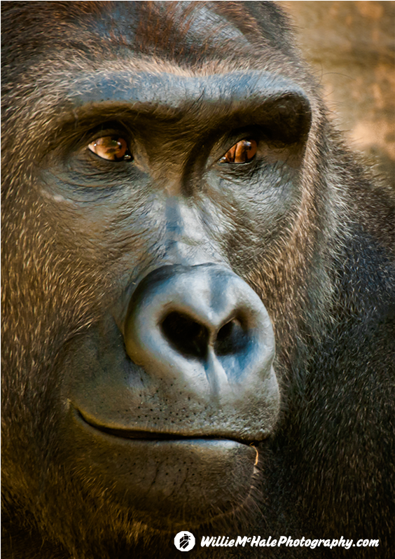 Gorilla Detroit Zoo 9 5 10 1 4 - Portrait (1200x797), Png Download