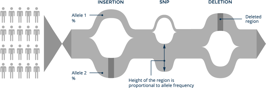 A Graph Genome Reference Can Contain Both Small Variants - Graph Reference Genome (1161x421), Png Download