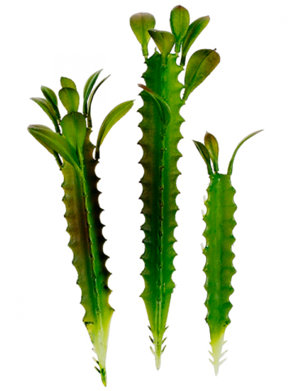 5"-7" Assorted Saguaro Cactus Green - Bkk:ea (800x800), Png Download