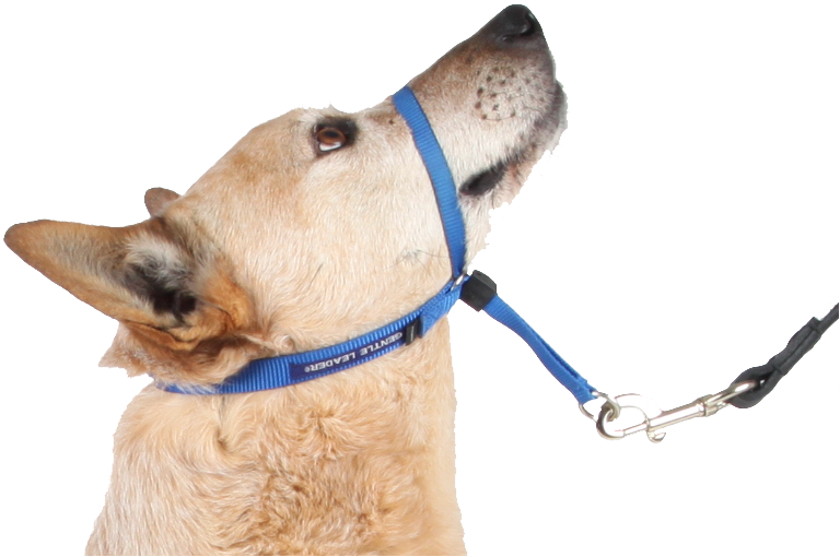 Head Halter - Head (873x603), Png Download