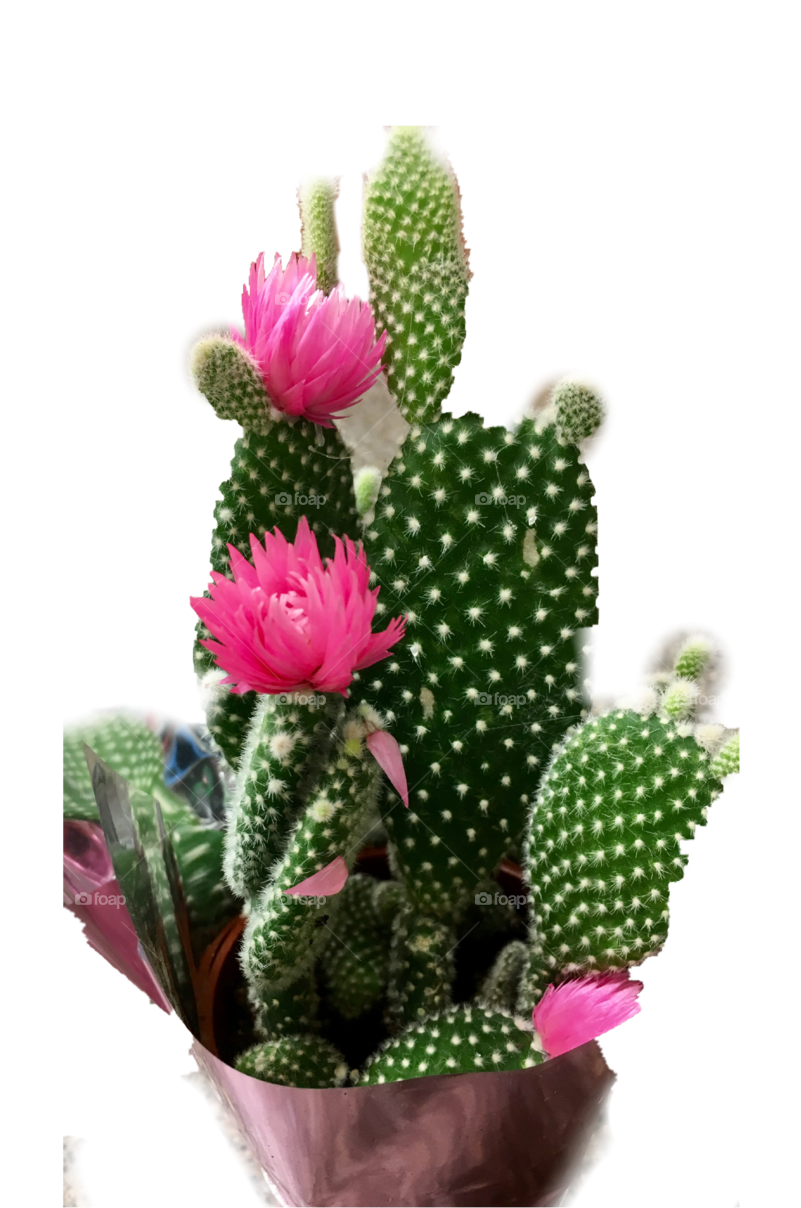 Cactus - Eastern Prickly Pear (800x1280), Png Download