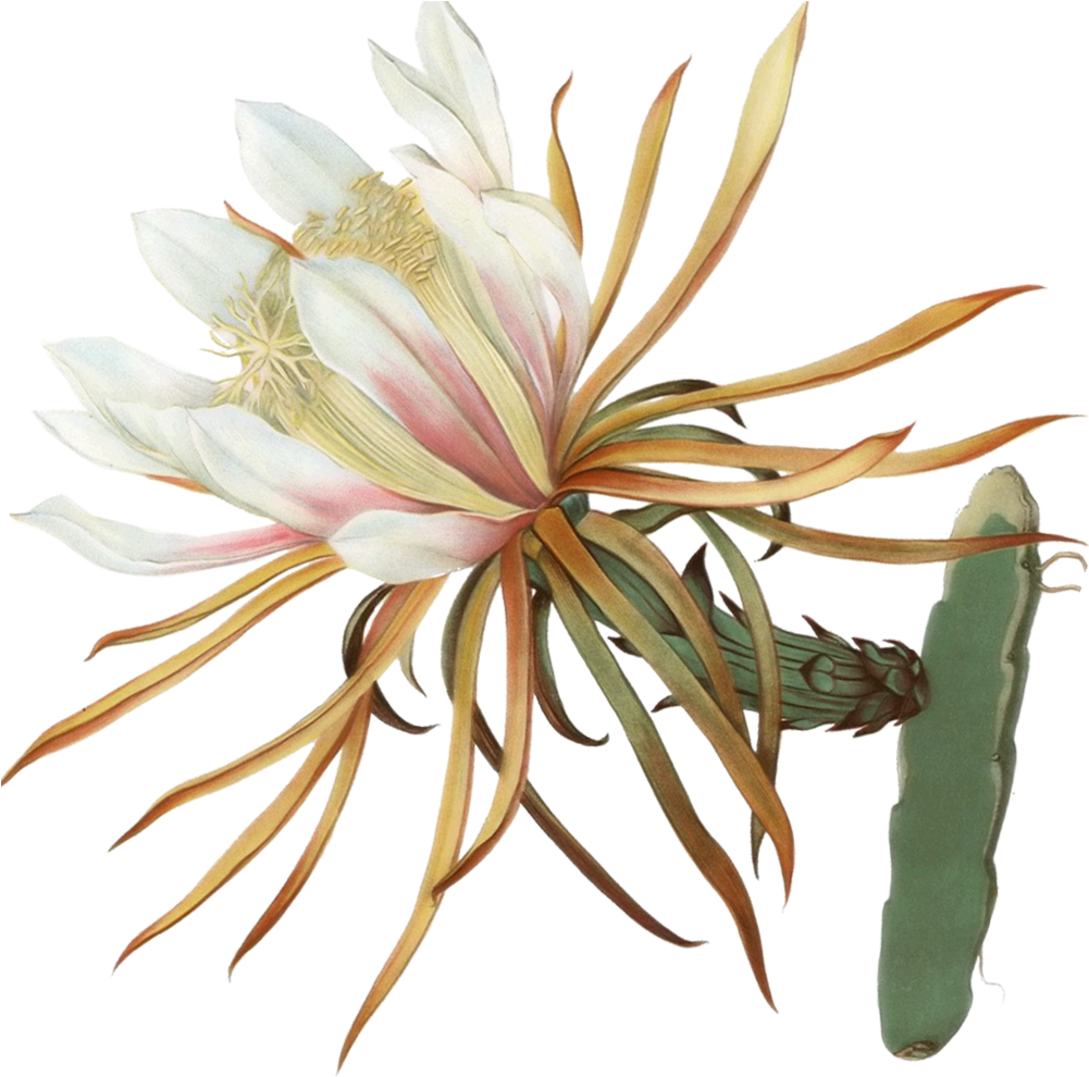 Cactus Flower Sticker Edit Copy - Hotel (1000x1296), Png Download
