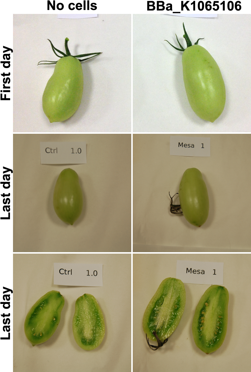 Container Fruit In - Fruit (860x1265), Png Download