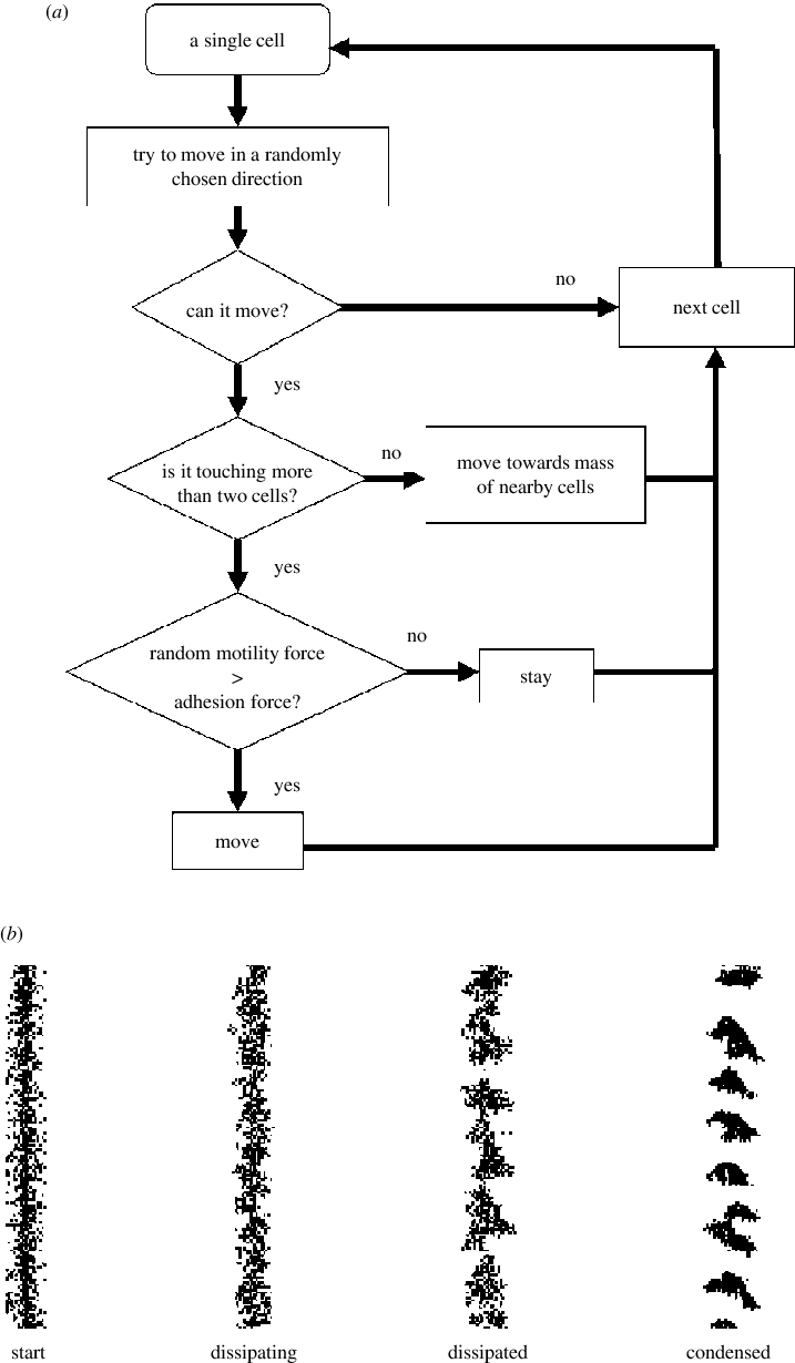 General Outline Of Computer Simulation Algorithm, And - Diagram (717x1230), Png Download