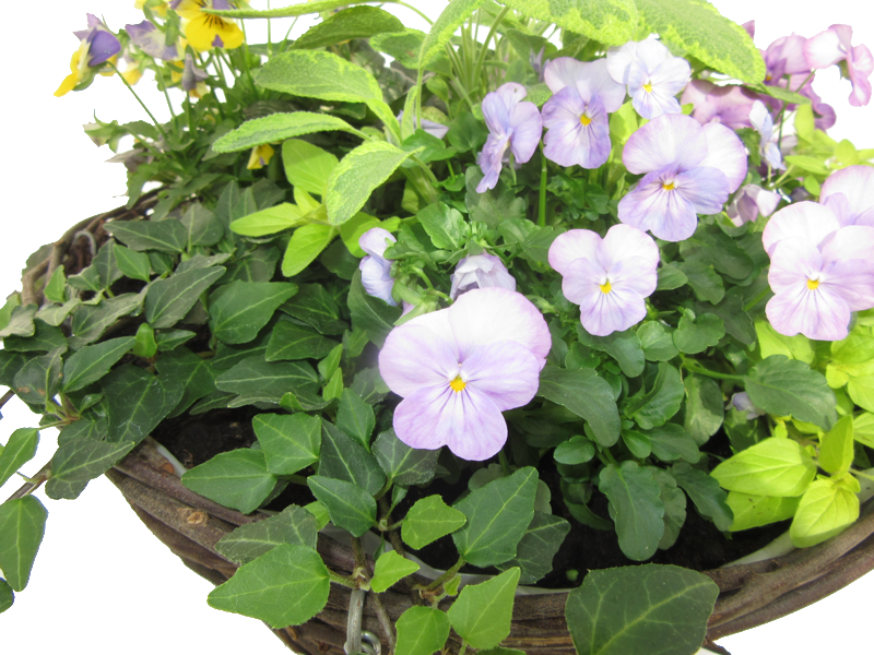 Hanging Basket £14 (800x600), Png Download