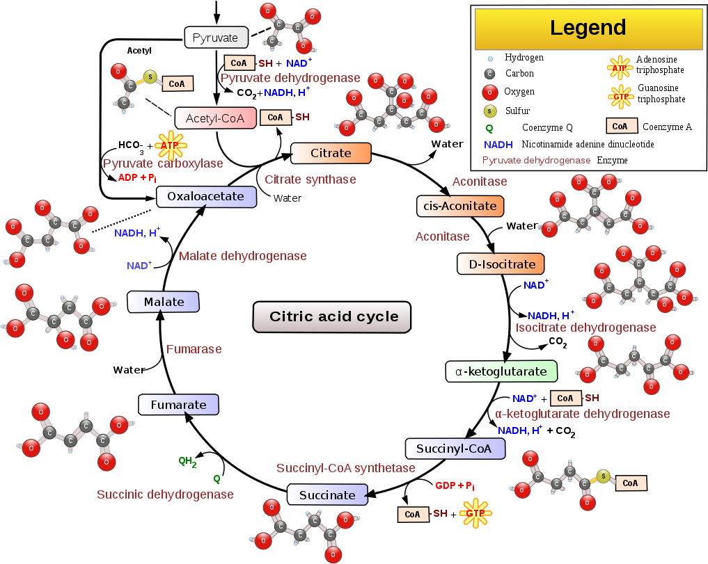 The Biochemical Pathway That Every Organism On Earth - Citric Acid Cycle (1024x815), Png Download