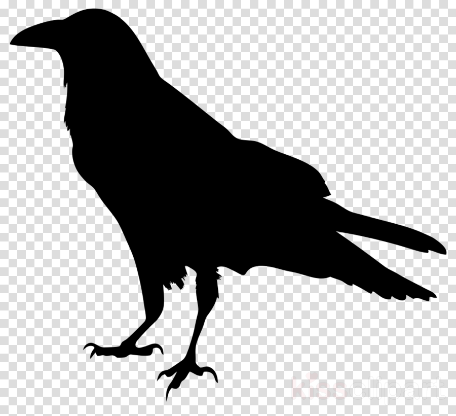 Transparent Ravens Clipart Common Raven Baltimore Ravens - Raven Png (900x820), Png Download