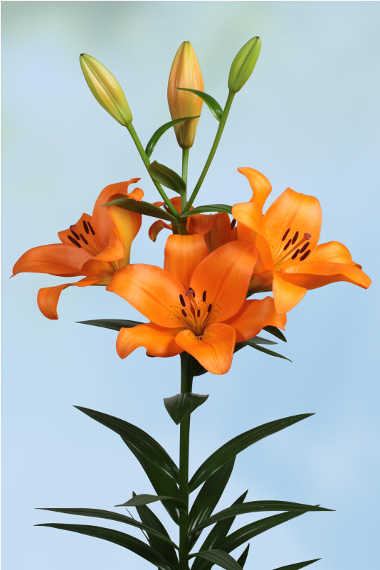 Orange Lily (800x800), Png Download