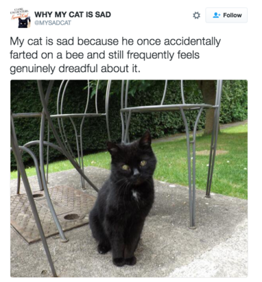 Sad Cat - Black Cat (810x410), Png Download