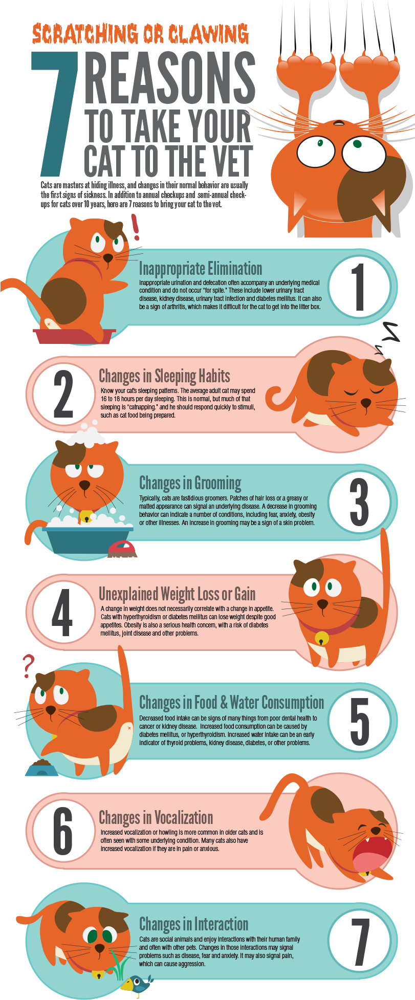 You Know Your Cat's Behavior Best - The Pet Vet (810x2012), Png Download