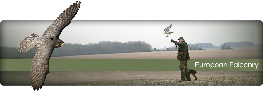 Marshall Radio Telemetry - Hawk (898x360), Png Download