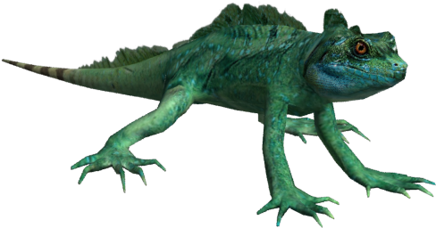 03 29 58 215 Basili 1 - Common Chameleon (800x600), Png Download