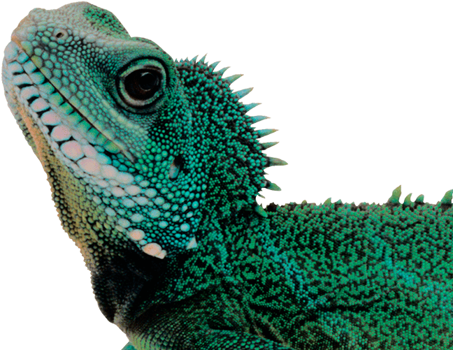 Avian And Exotic Care - Животное На Белом Фоне (700x700), Png Download