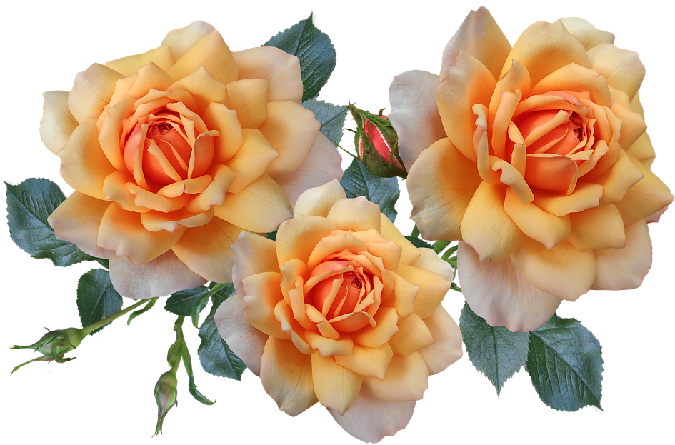 Roses, Flowers, Arrangement, Garden, Nature - Flower (960x634), Png Download