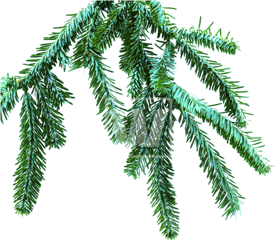 Spruce Branch Png (550x525), Png Download