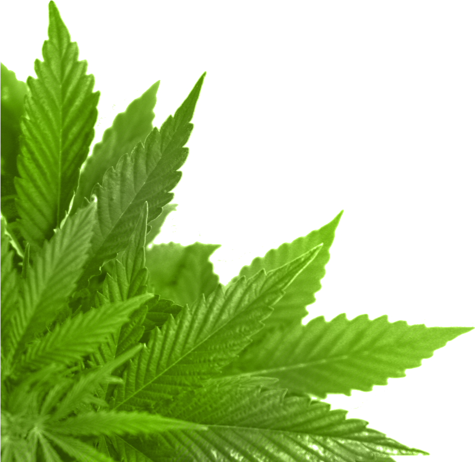 Green Leaves Png Image - Leaf Png (1084x975), Png Download