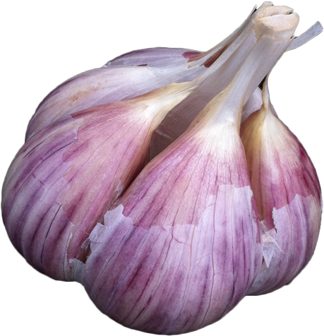 More Information - Purple Stripe Garlic (485x500), Png Download