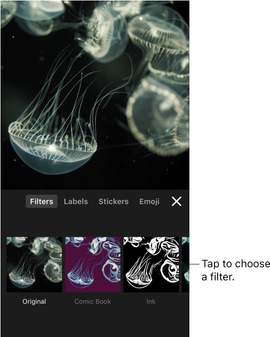 Jellyfish (568x668), Png Download