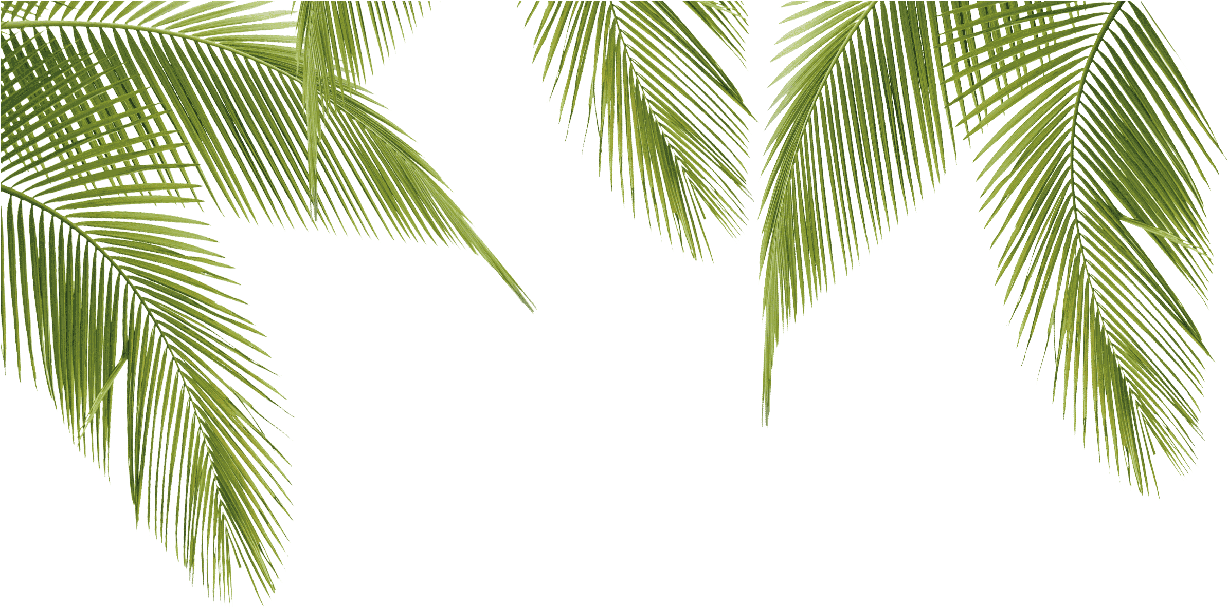 Leaf Image Related Wallpapers Jpg Library - Alexey Markin (2400x1200), Png Download