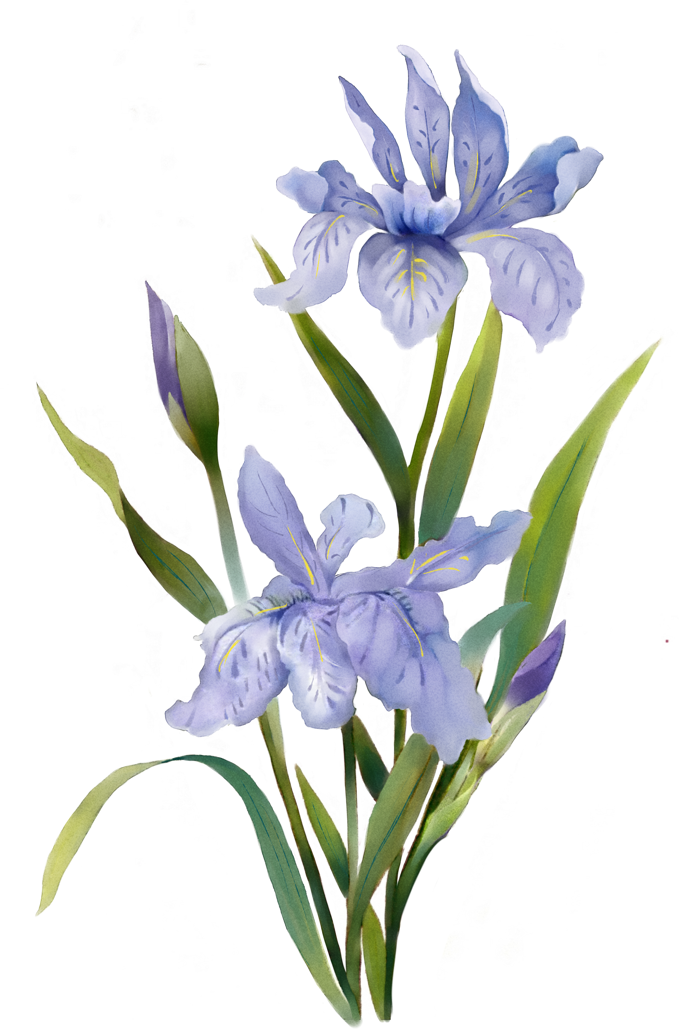 Flowers Painting Transprent Free - Plants Watercolor (2480x3508), Png Download