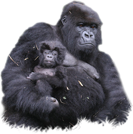 Gorilla Png Clipart - Mountain Gorilla Transparent (523x524), Png Download