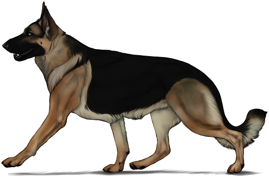 German Shepherd - German Shepherd Running Png (550x363), Png Download