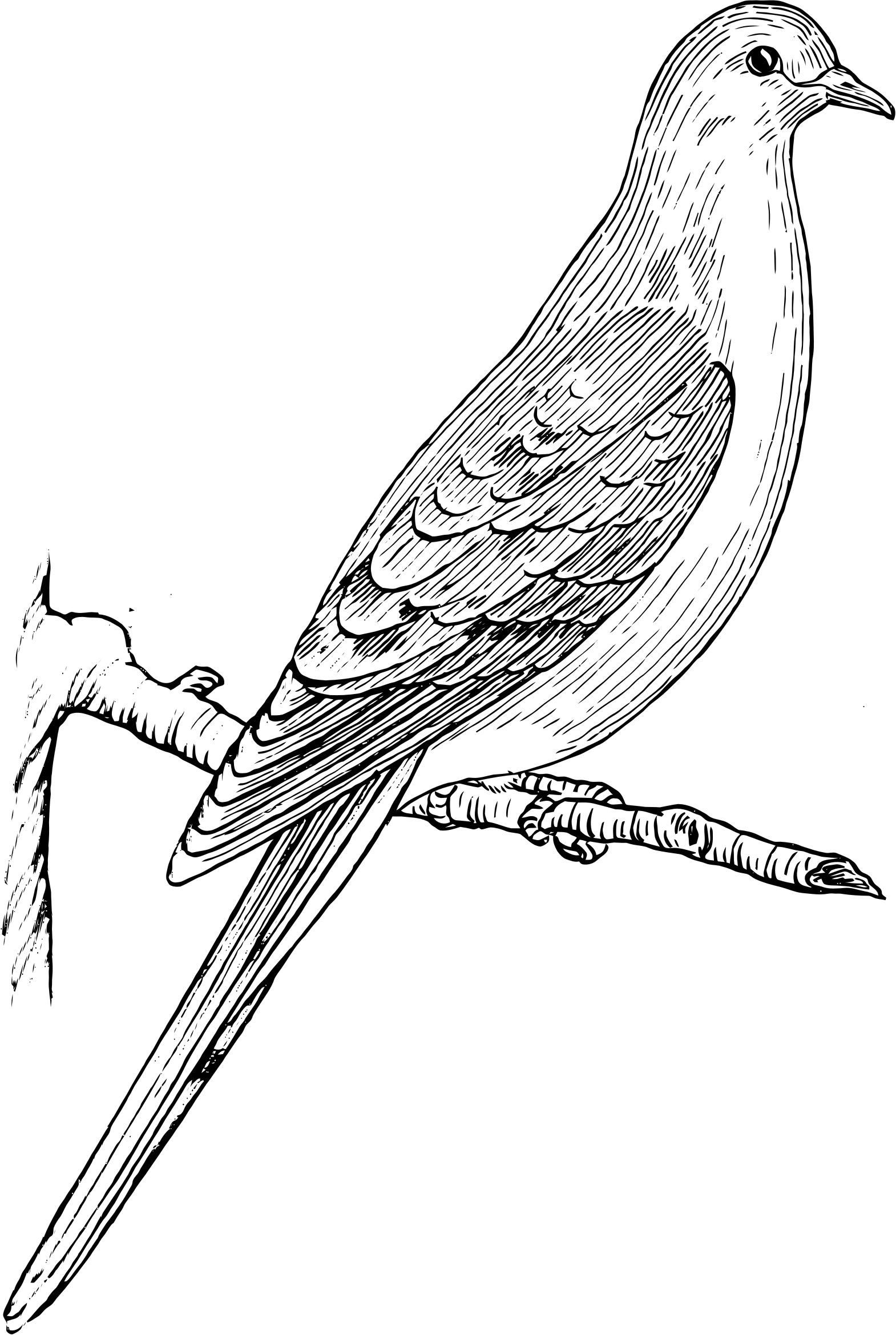 This Free Icons Png Design Of Mourning Dove (1570x2339), Png Download