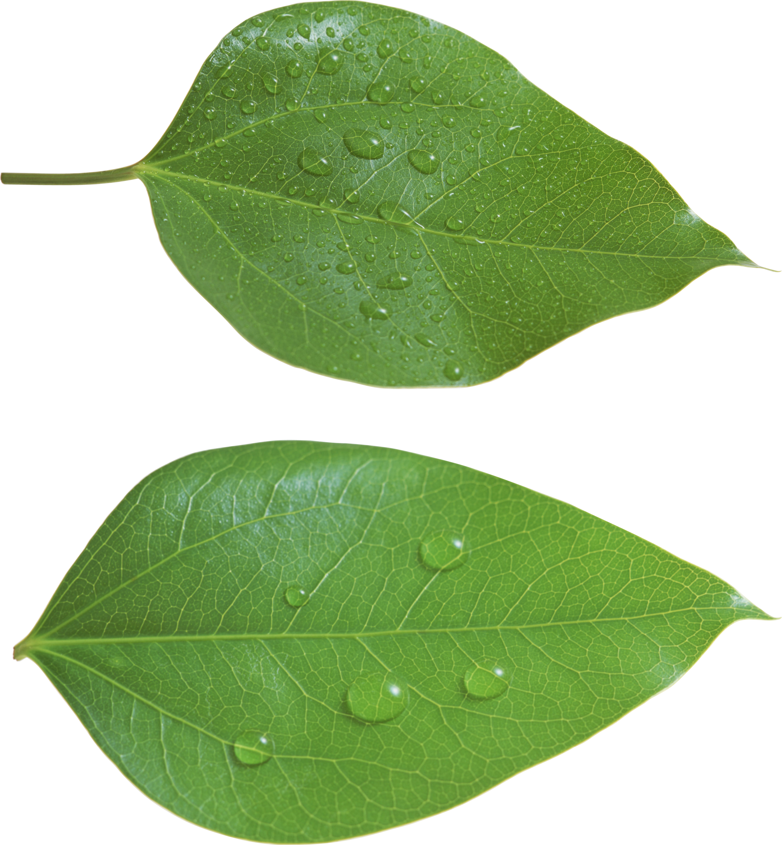 Green Leaves, Stamp, Image, Free, Ideas, Stamps - Green Leaves Png (2682x2896), Png Download