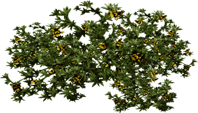 Creosote Bush - Larrea Tridentat (768x768), Png Download