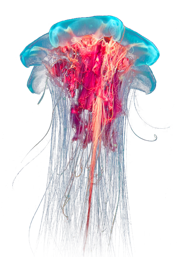 Download Transparent Jellyfish Png - Jellyfish Png | Transparent PNG