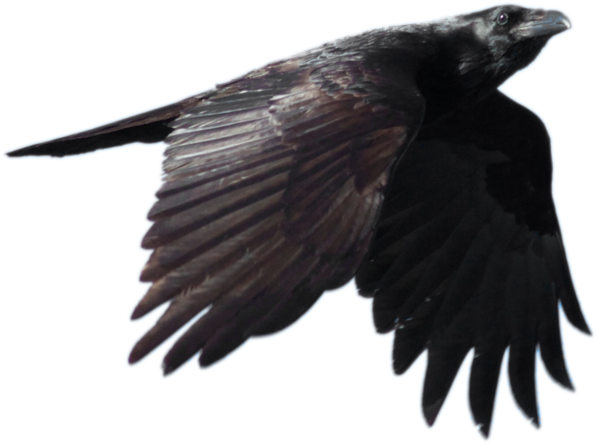 Crow Png Picture - Raven Png (800x518), Png Download