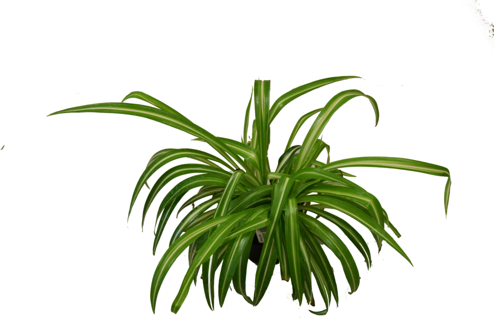 Spider Plant (1000x667), Png Download