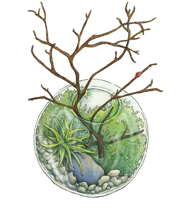 Terraium And Two Spot Illustrations - Terrarium Transparent Illustration (600x753), Png Download