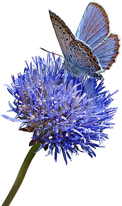 Butterfly - Fresh Flowers Blue Butterfly (321x450), Png Download
