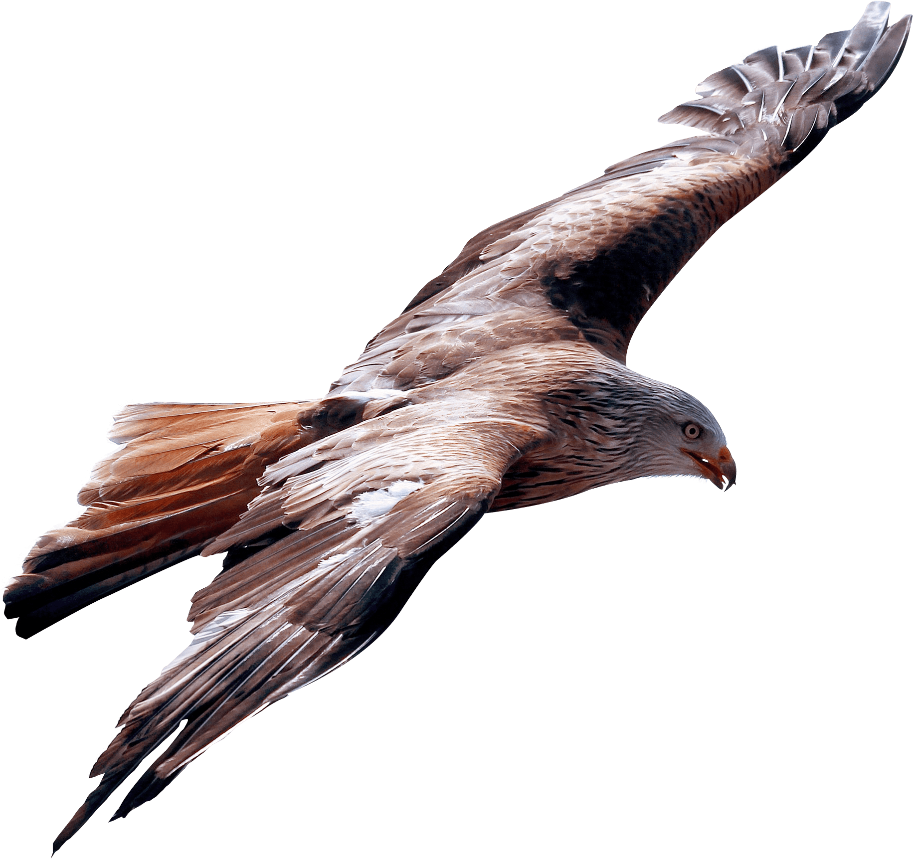 Eagle Fly Png Transparent Image - Eagle Flying Png (500x472), Png Download