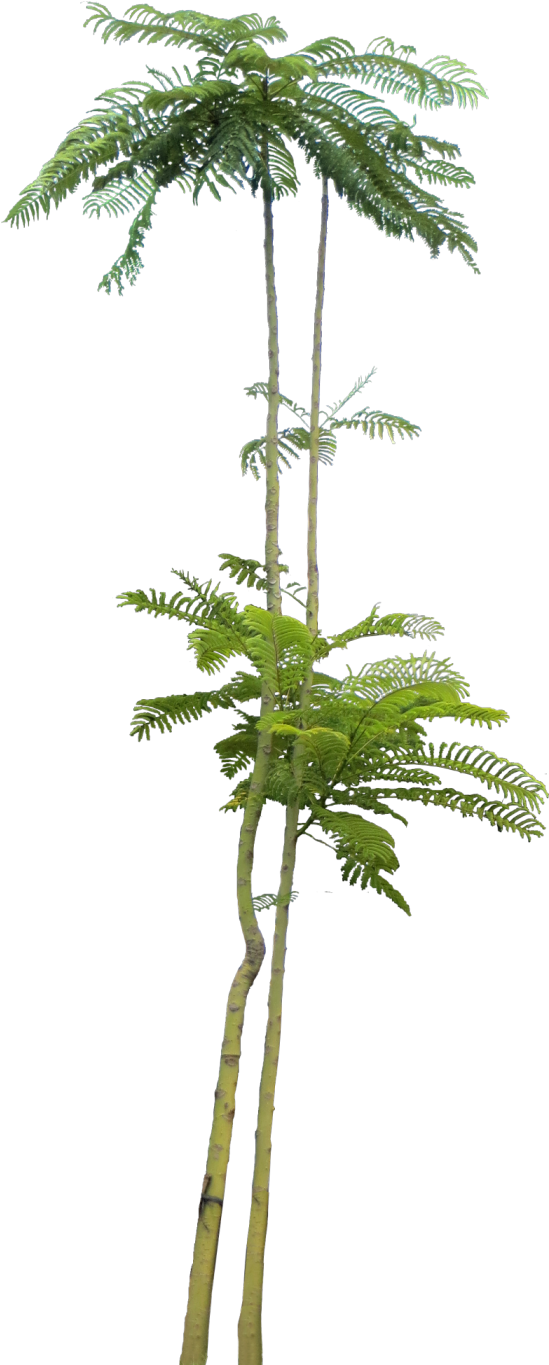 Plant Images, Plant Pictures, Tree Psd, Tree Photoshop, - Adobe Photoshop (554x1400), Png Download