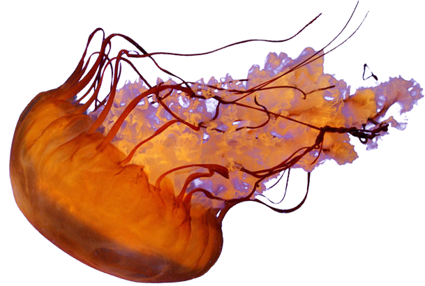 Jellyfish Png - Jellyfish (609x410), Png Download