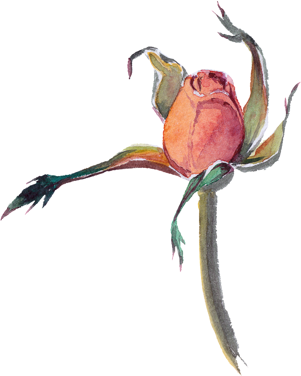 Withered Transparent Watercolor Flowers - Portable Network Graphics (1024x1269), Png Download