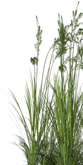 High-quality Offsets - Plants Psd (276x547), Png Download