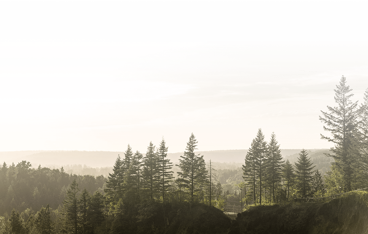 Forest - Canadian Fir (1280x816), Png Download