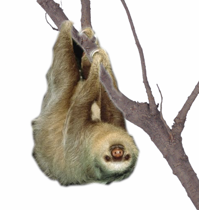 Sloth Png (408x430), Png Download
