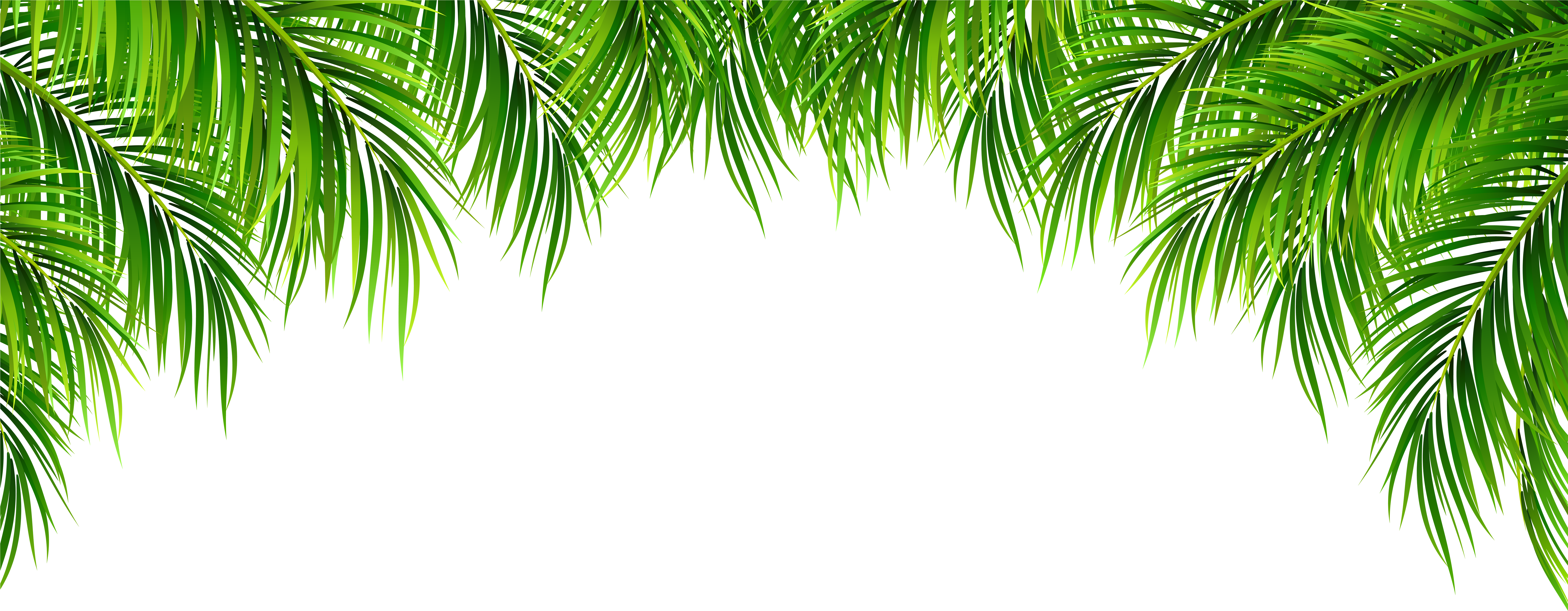 Palm Leaves Decor Png Clip Art Image (8000x3238), Png Download