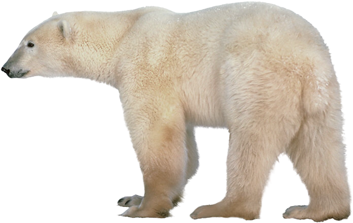 Polar Bear Png (780x497), Png Download