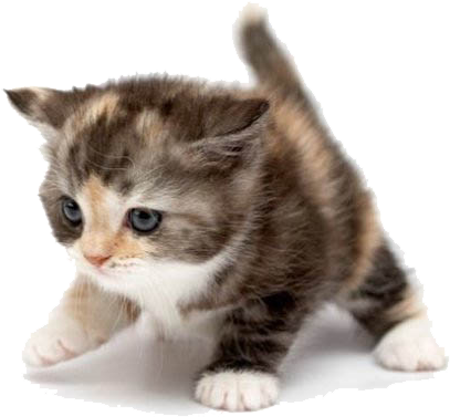 Cute Cat Image - White Kitten With Orange And Black Spots (425x383), Png Download