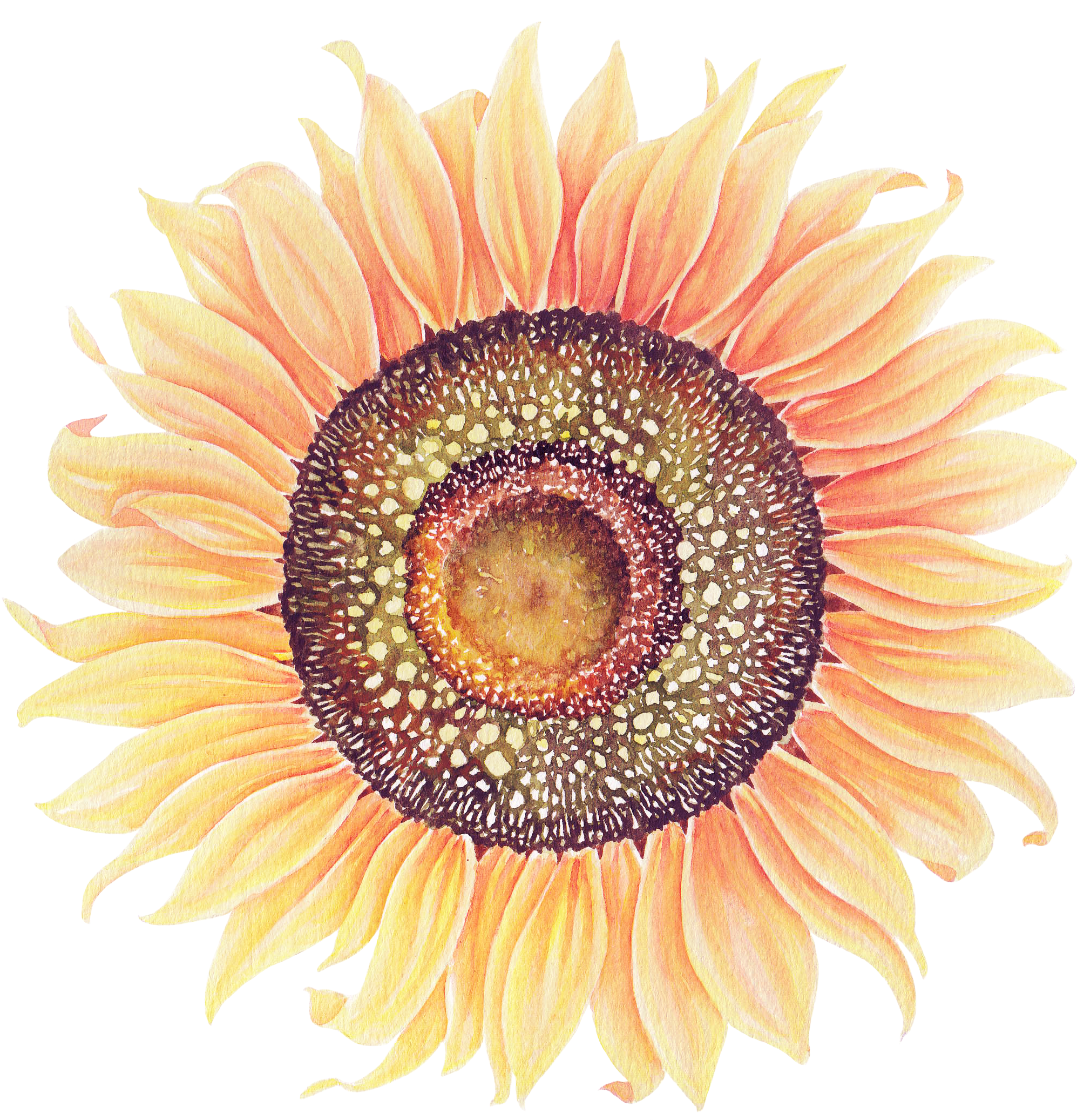 Sunflowers Png Watercolor - Iphone 7 Plus Hardcase Hülle - Here Comes (2330x2335), Png Download