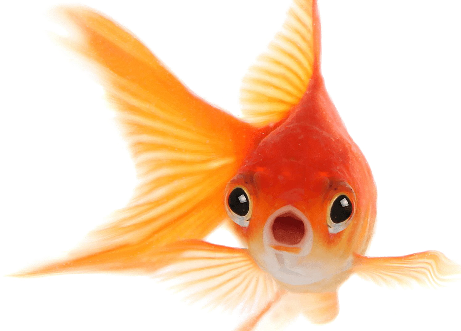 Goldfish Png Photo - Goldfish Png (1720x1076), Png Download