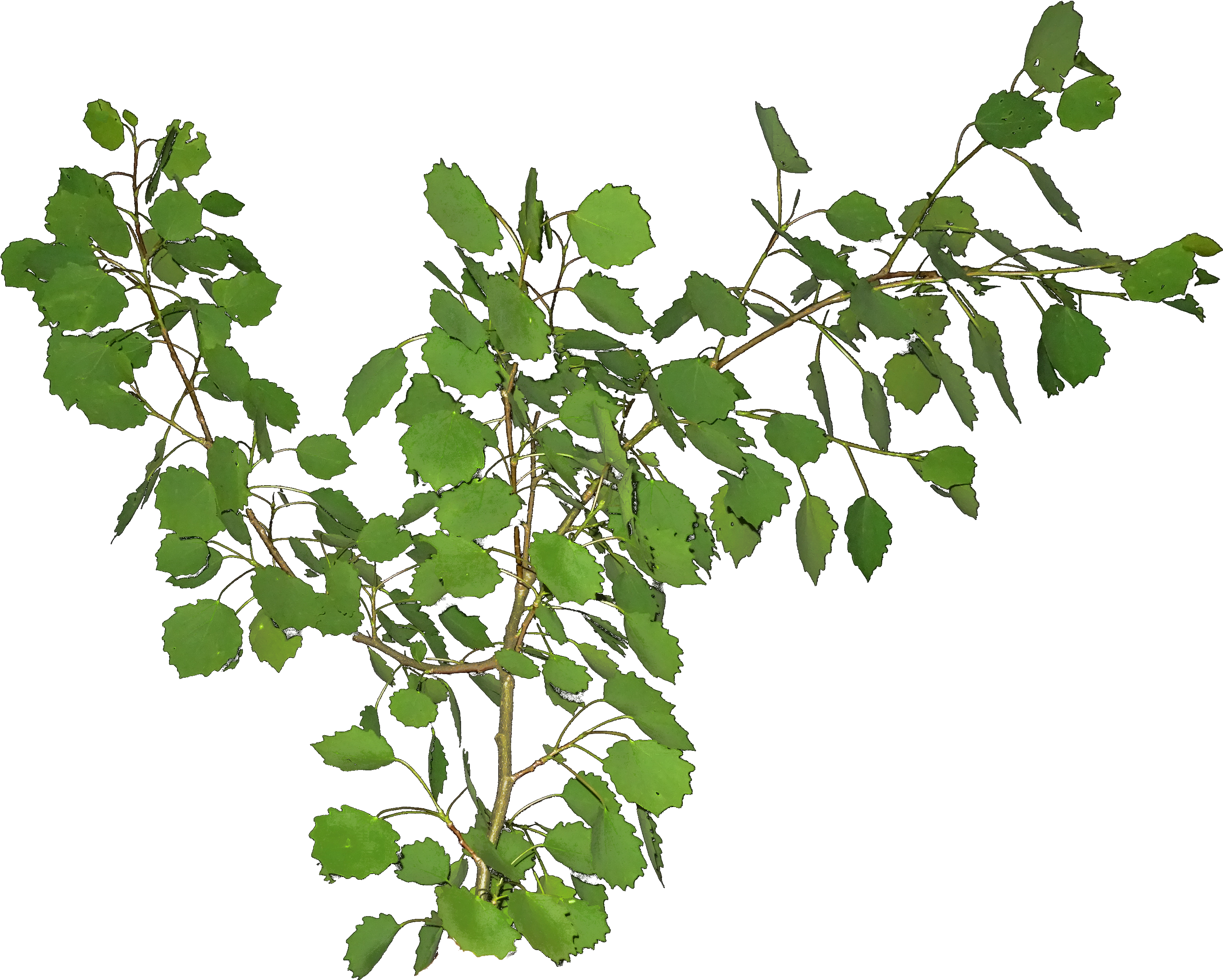 Canoe Birch (3273x2613), Png Download