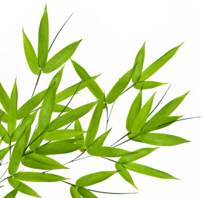 Bamboo Png Transparent Bamboo - Portable Network Graphics (400x390), Png Download